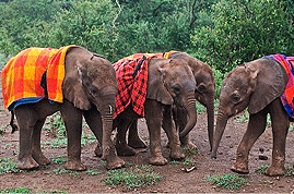 daphne sheldrick nairobi